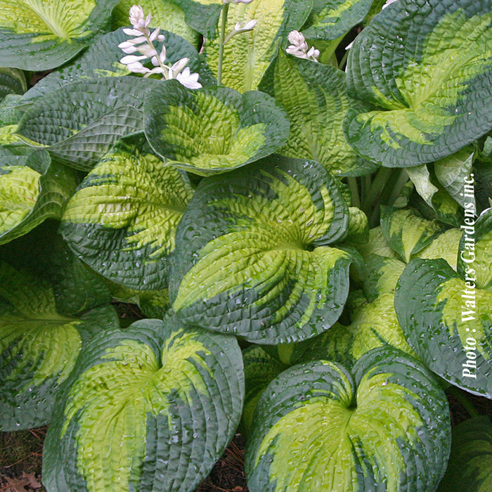 HOSTA - BROTHER STEFAN