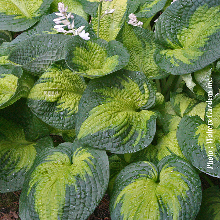 HOSTA - BROTHER STEFAN