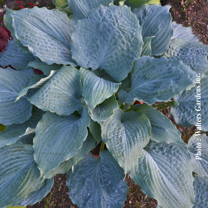 HOSTA SHADOWLAND® - DIAMOND LAKE