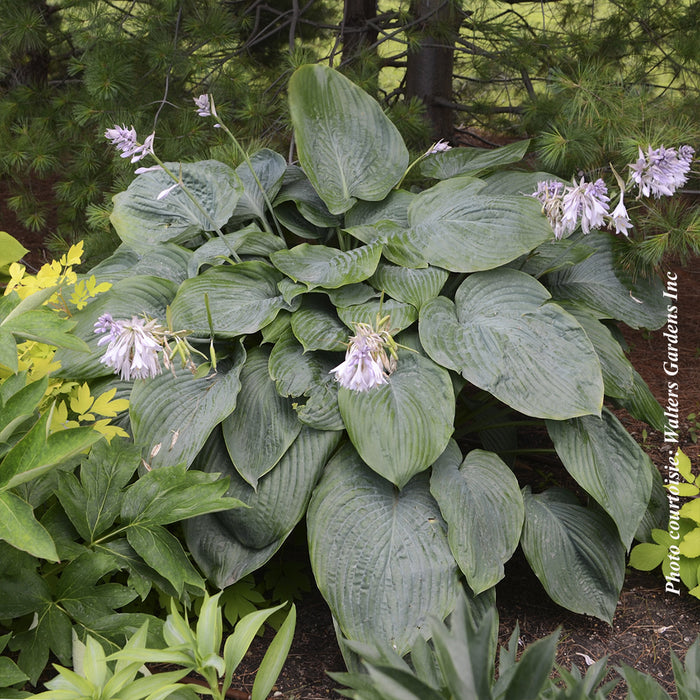 HOSTA SHADOWLAND® - EMPRESS WU