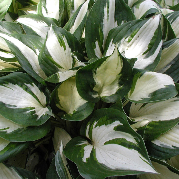 HOSTA - FIRE AND ICE