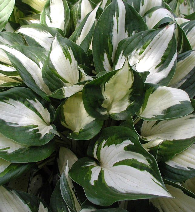 HOSTA - FIRE AND ICE
