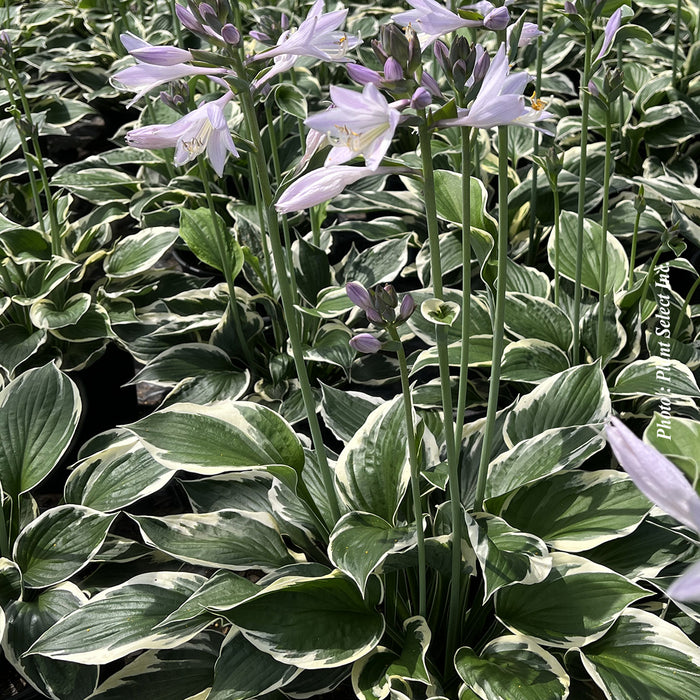 HOSTA - PATRIOT