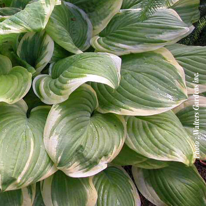 HOSTA - FRAGRANT BOUQUET
