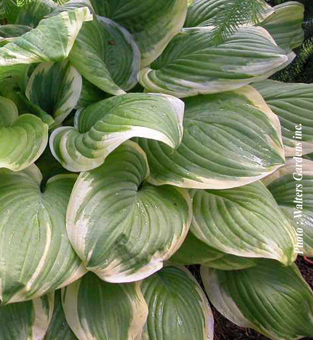 HOSTA - FRAGRANT BOUQUET