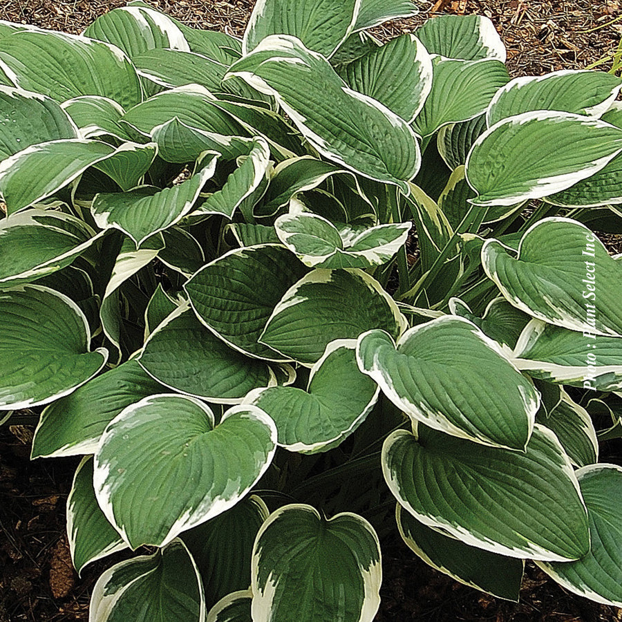 HOSTA - FRANCEE