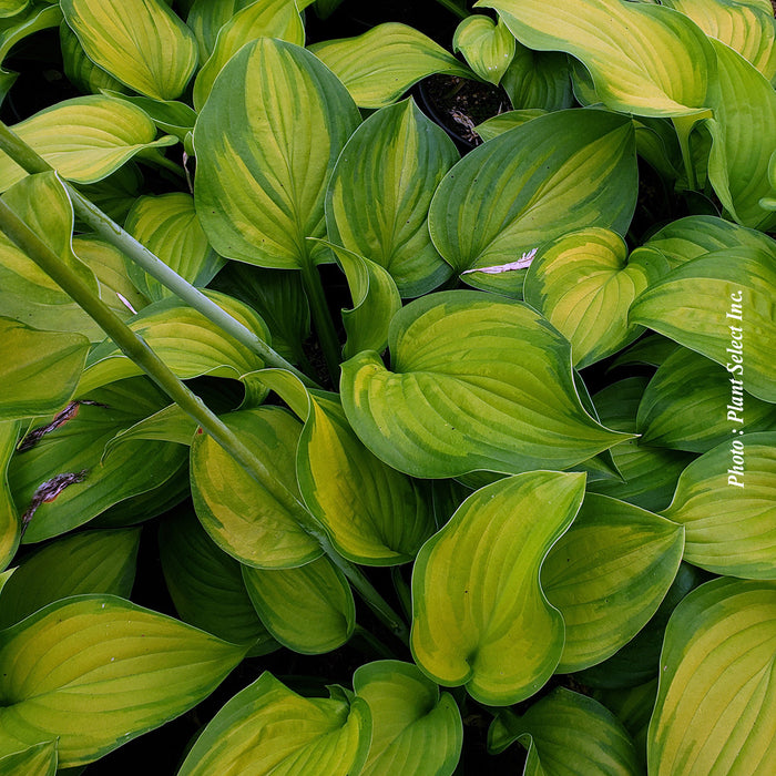 HOSTA - GUACAMOLE
