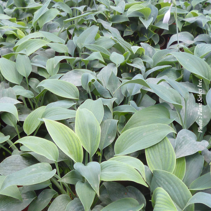 HOSTA - HALCYON
