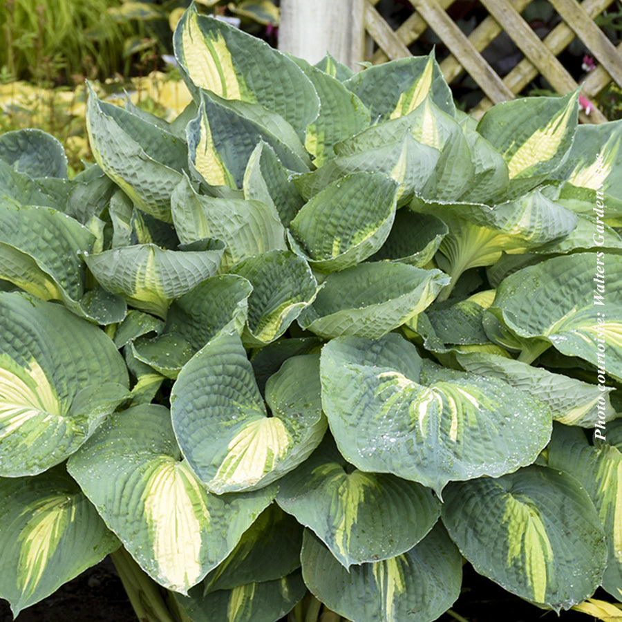 HOSTA SHADOWLAND - HUDSON  BAY