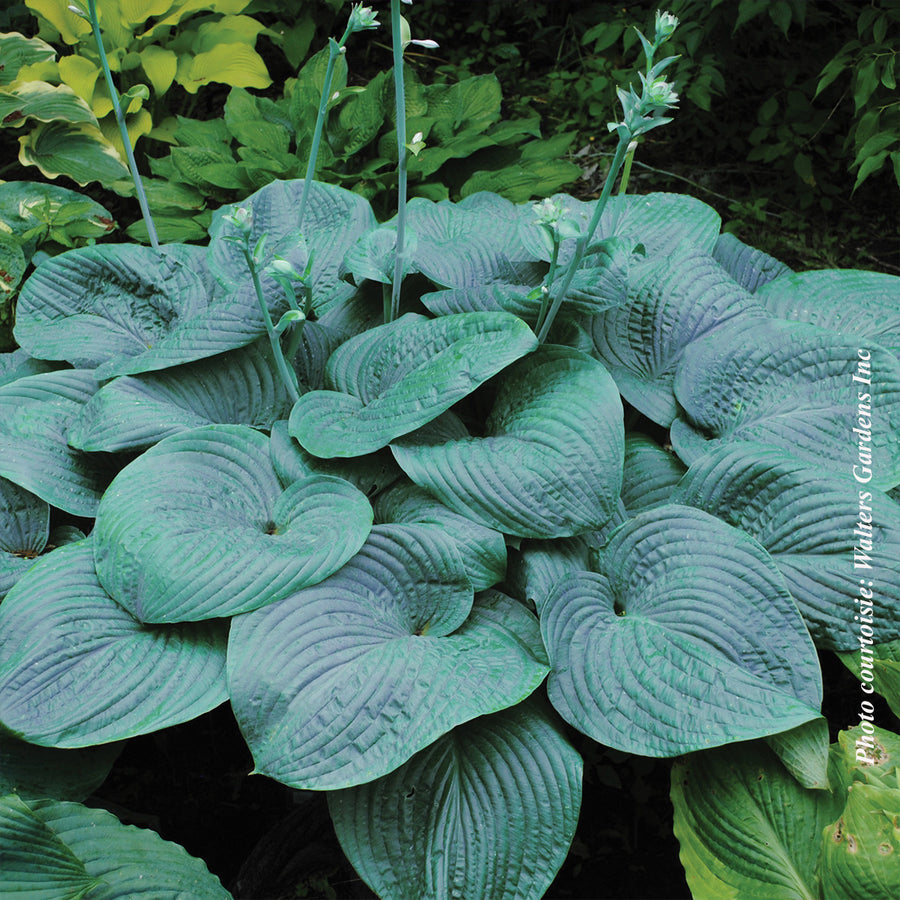 HOSTA - BALEINE À BOSSE