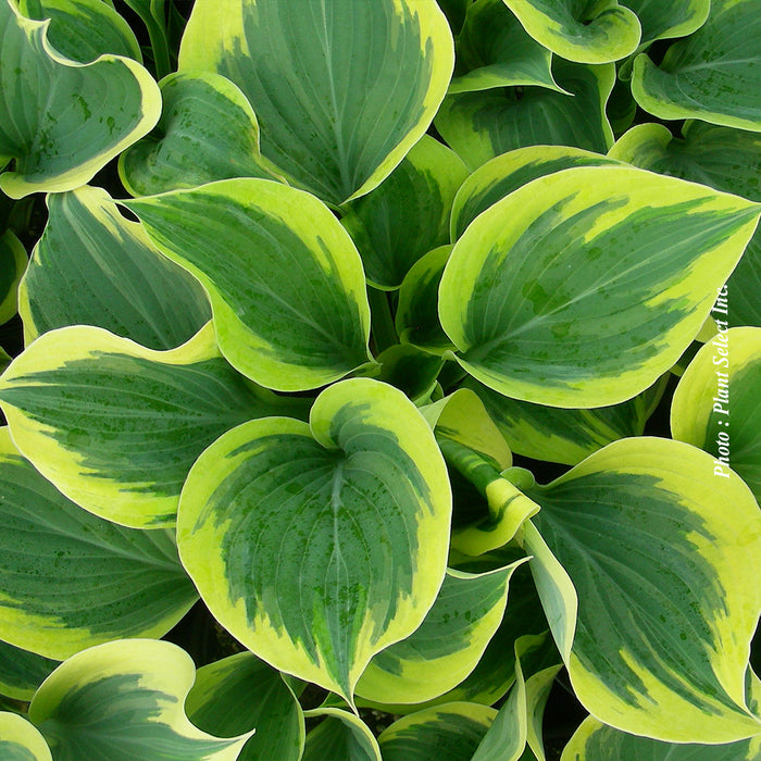 HOSTA - LIBERTY