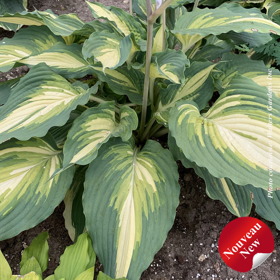 HOSTA SHADOWLAND - LOVE STORY