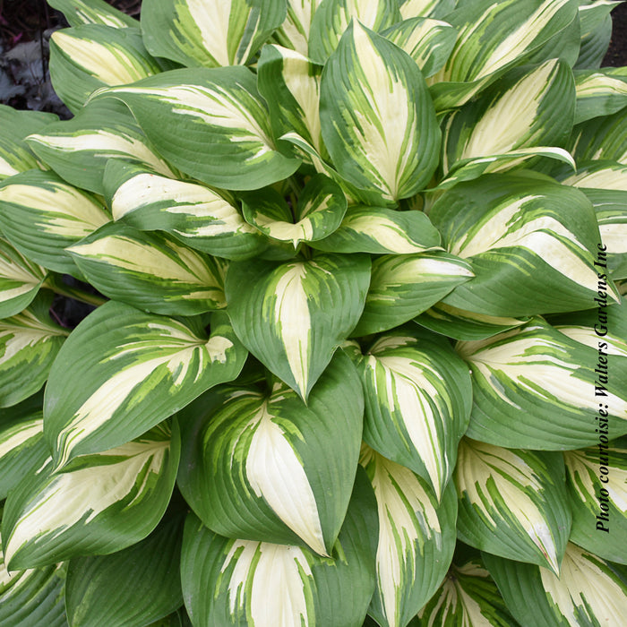 HOSTA SHADOWNLAND - MISS AMERICA