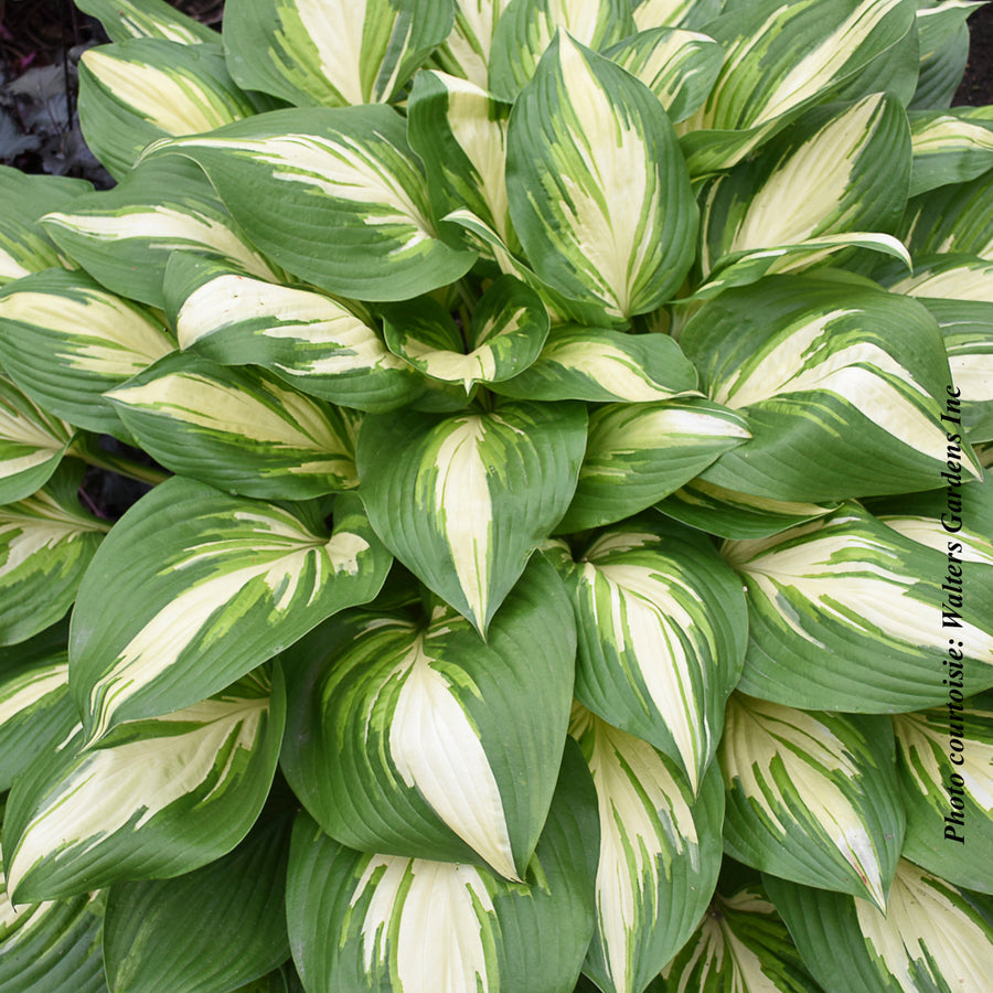 HOSTA SHADOWNLAND - MISS AMERICA