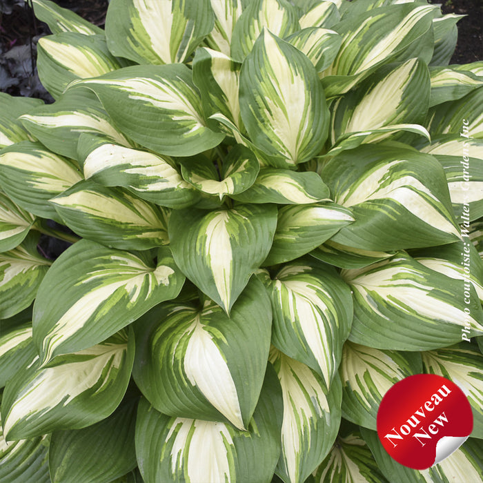 HOSTA SHADOWNLAND - MISS AMERICA