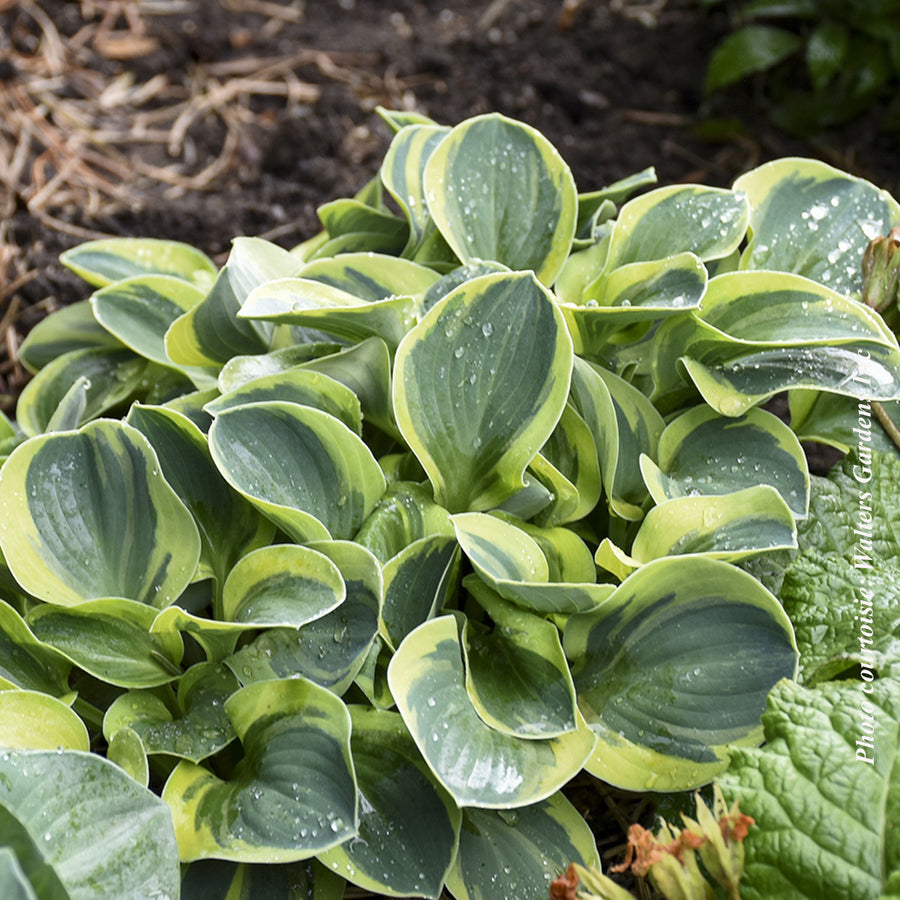 HOSTA - MIGHTY MOUSE