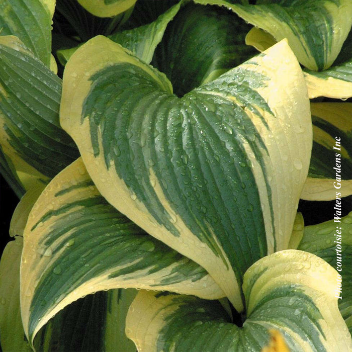 HOSTA MONTANA - AUREOMARGINATA