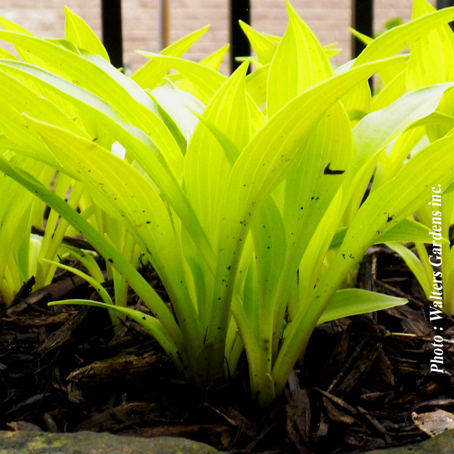 HOSTA - MUNCHKIN FIRE