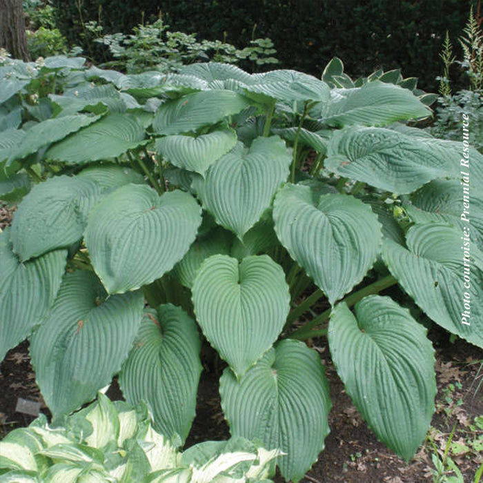 HOSTA - NIAGARA FALLS
