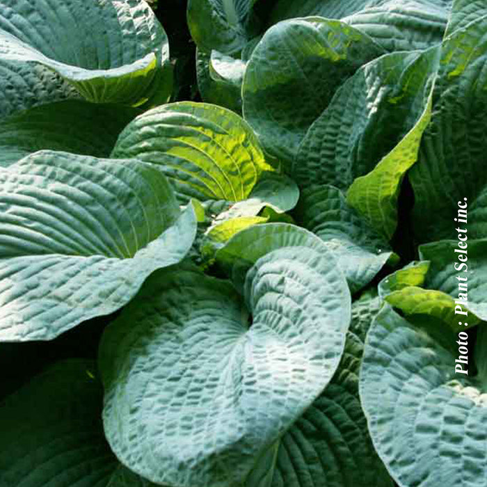 HOSTA - OSIRIS BLEU NUIT