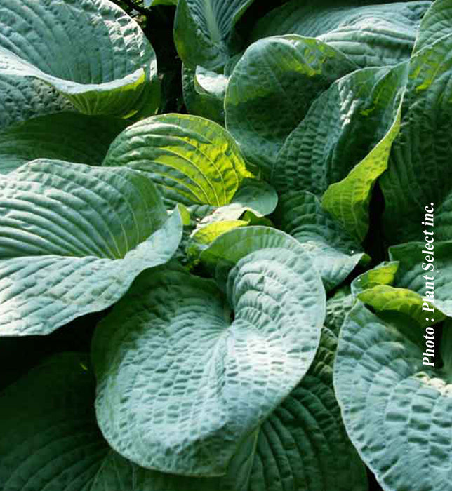 HOSTA - OSIRIS BLEU NUIT
