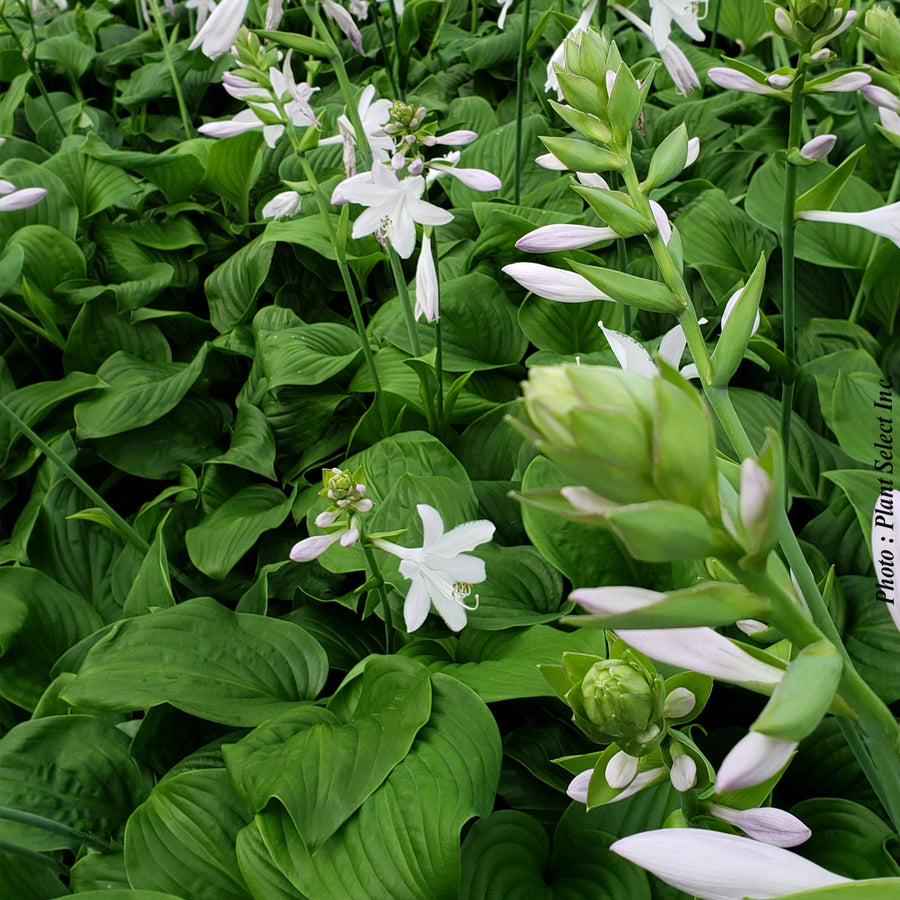 HOSTA - OSIRIS LOUIS CYR