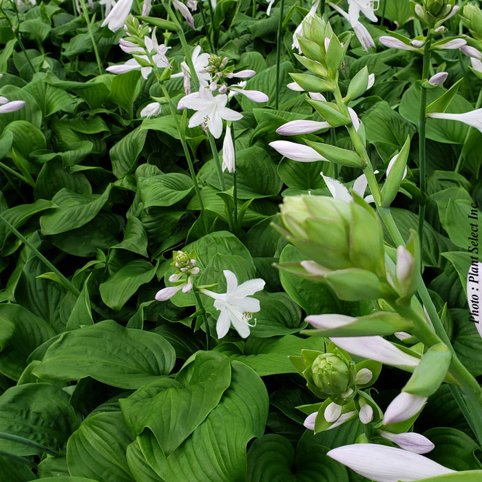 HOSTA - OSIRIS LOUIS CYR