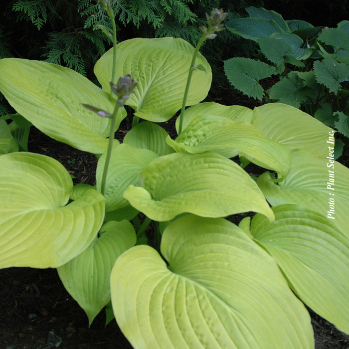HOSTA - OSIRIS OVATION