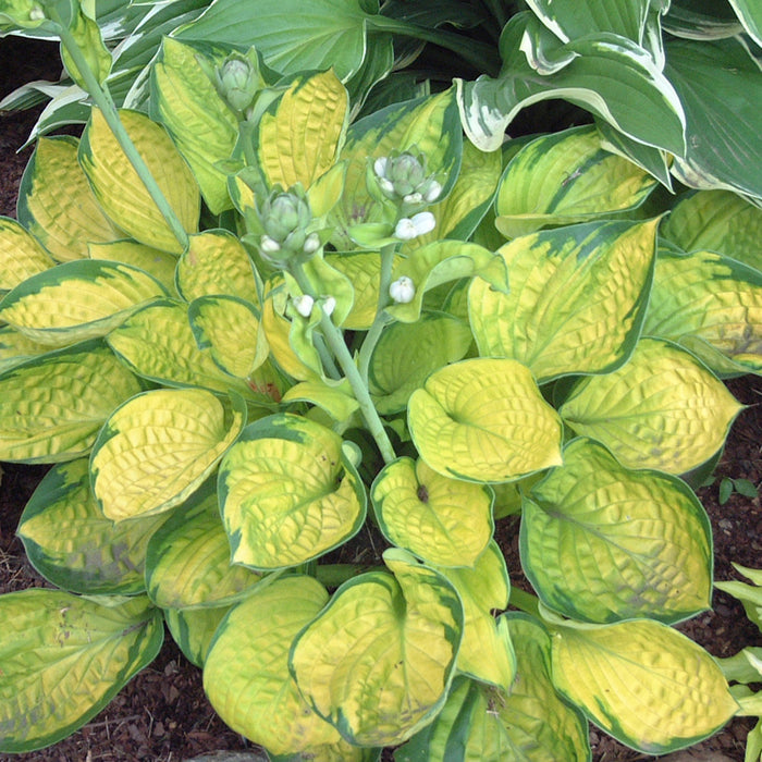 HOSTA - RAINFOREST SUNRISE