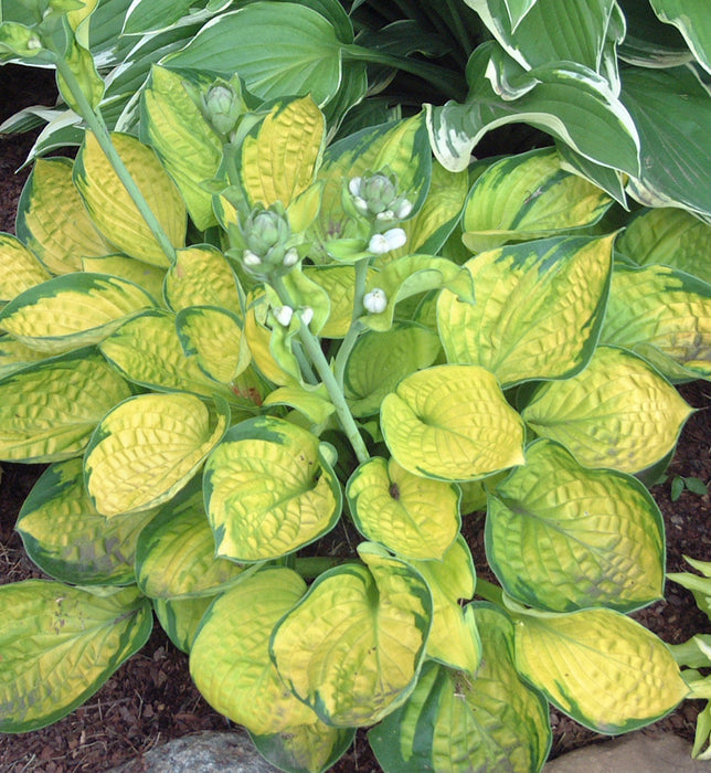 HOSTA - RAINFOREST SUNRISE