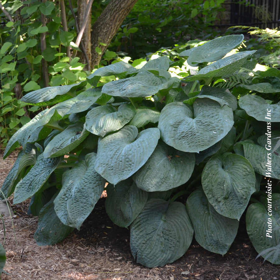 HOSTA SIEBOLDIANA - ELEGANS