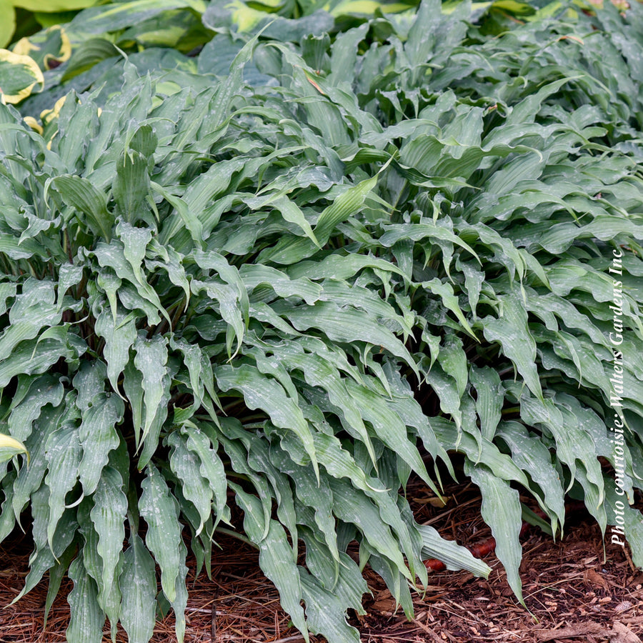 HOSTA - SILLY STRING