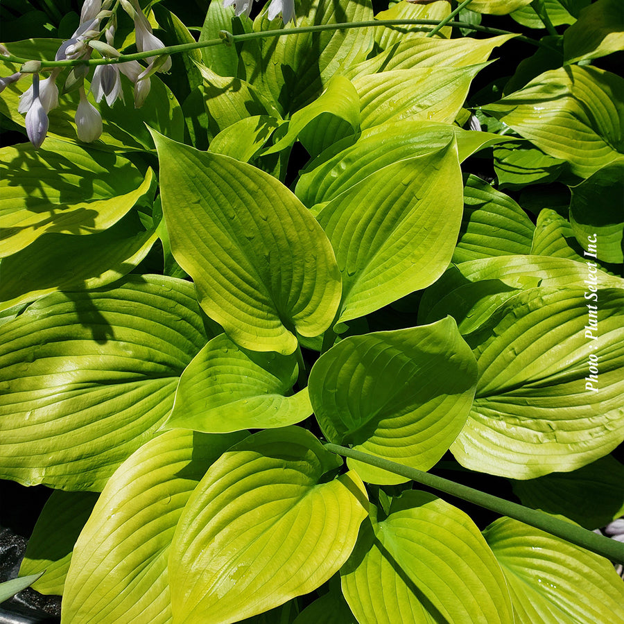 HOSTA - SUM AND SUBSTANCE