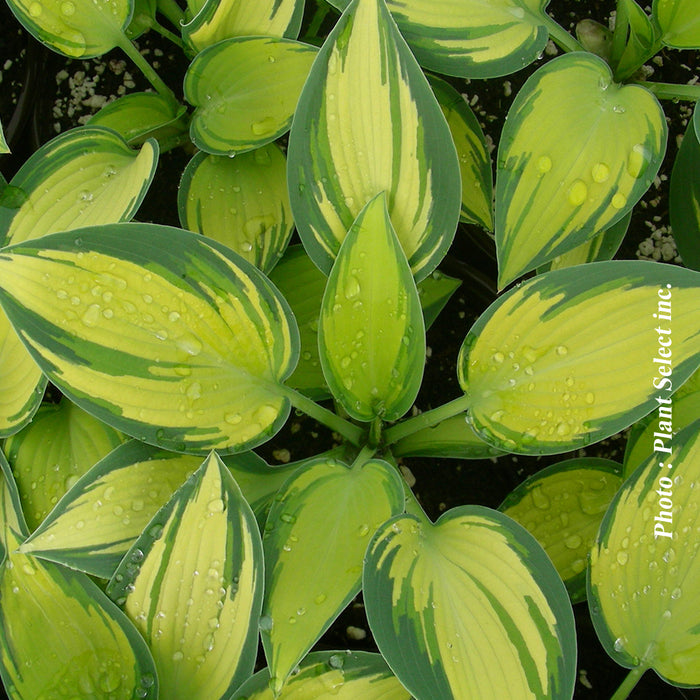 HOSTA - JUNE