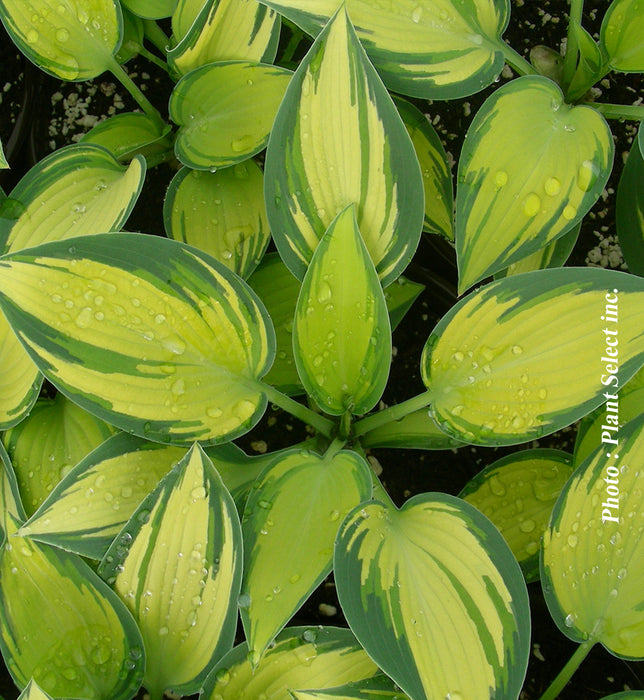 HOSTA - JUNE