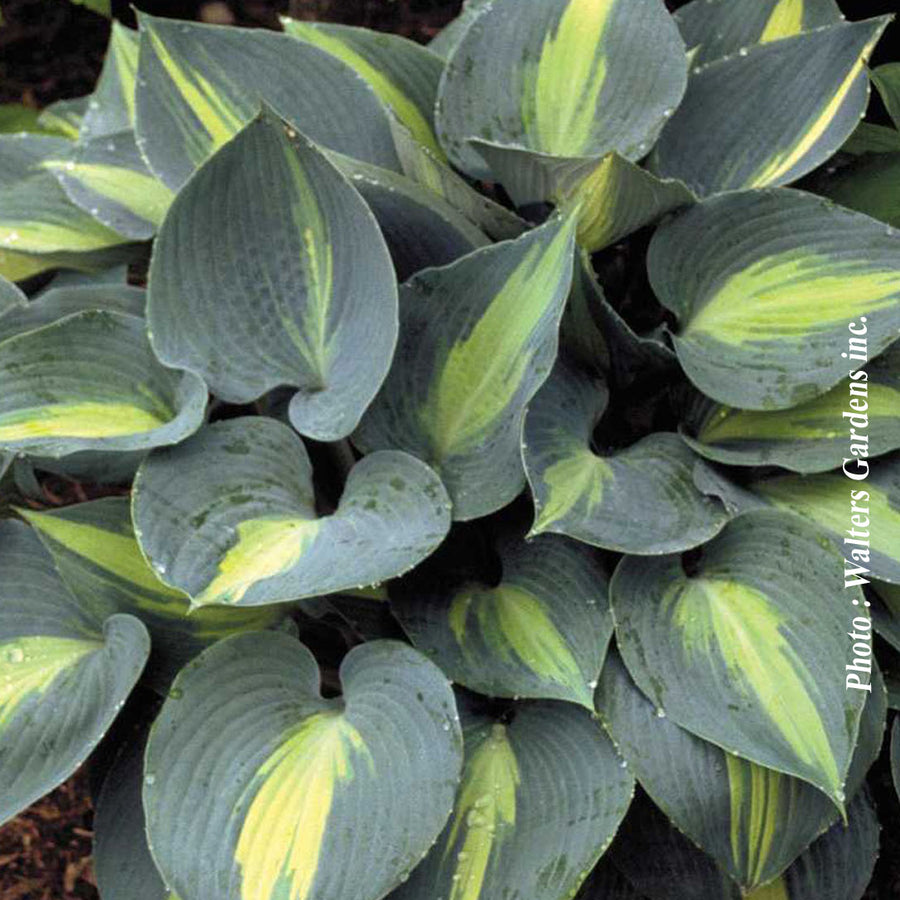 HOSTA - TOUCH OF CLASS