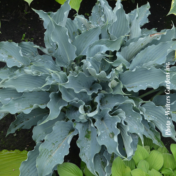 HOSTA SHADOWLAND - WATERSLIDE