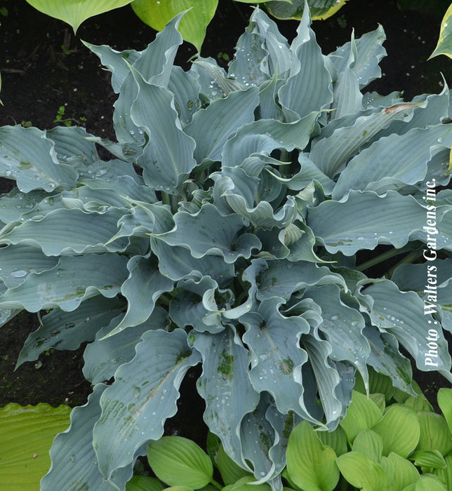 HOSTA SHADOWLAND - WATERSLIDE
