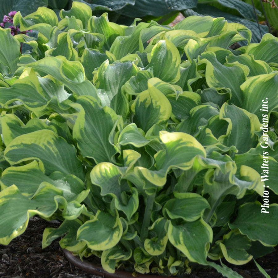 HOSTA SHADOWLAND - WHEEE!