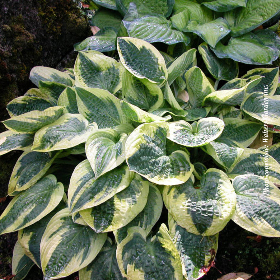 HOSTA - WIDE BRIM