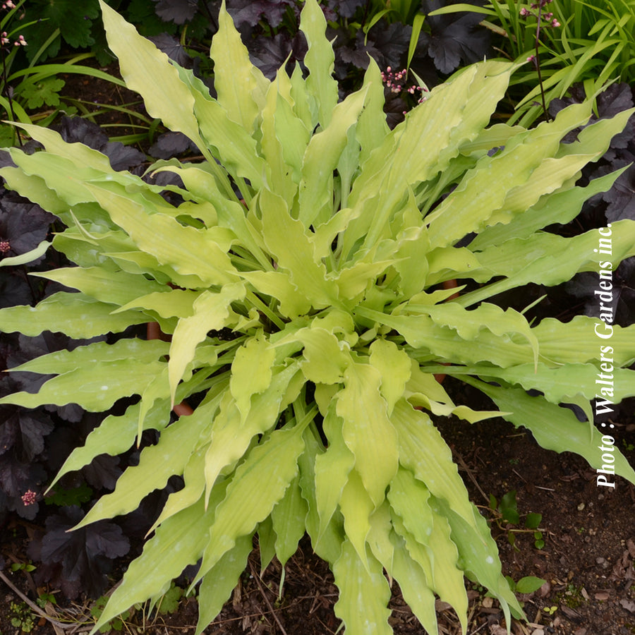 HOSTA - WIGGLES AND SQUIGGLES