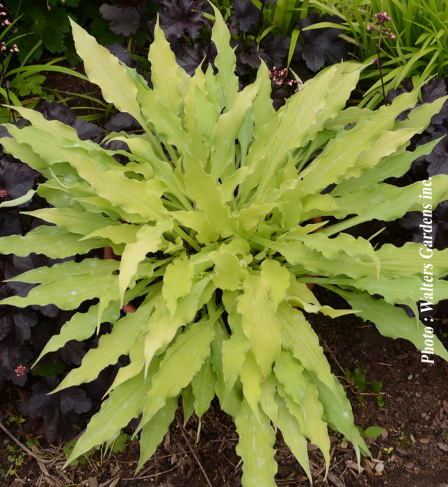 HOSTA - WIGGLES AND SQUIGGLES