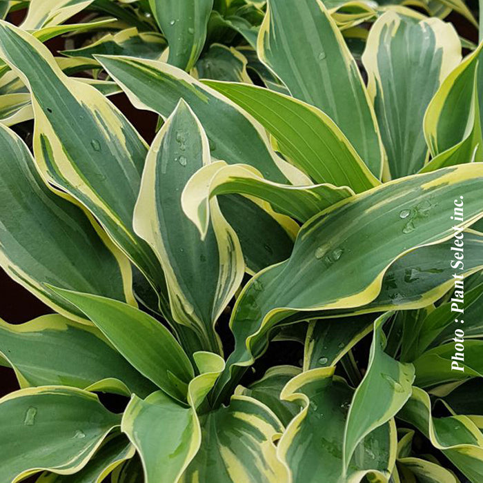 HOSTA - WOLVERINE
