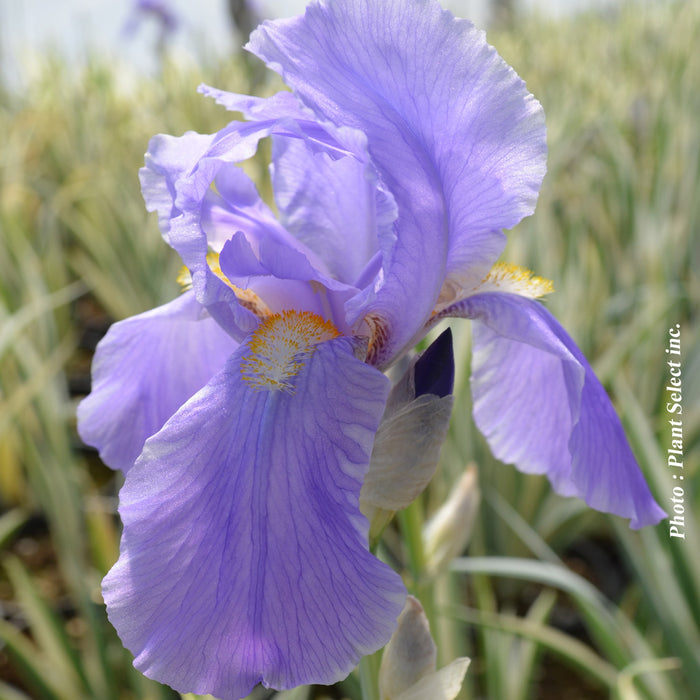 IRIS - ARGENTEA VARIEGATA