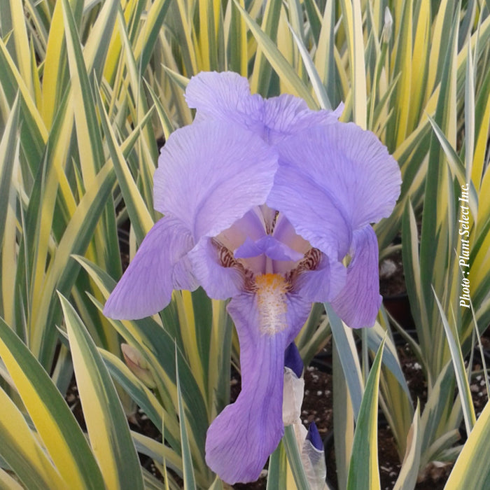 IRIS - AUREA VARIEGATA