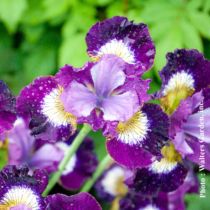 IRIS - CONTRAST IN STYLE