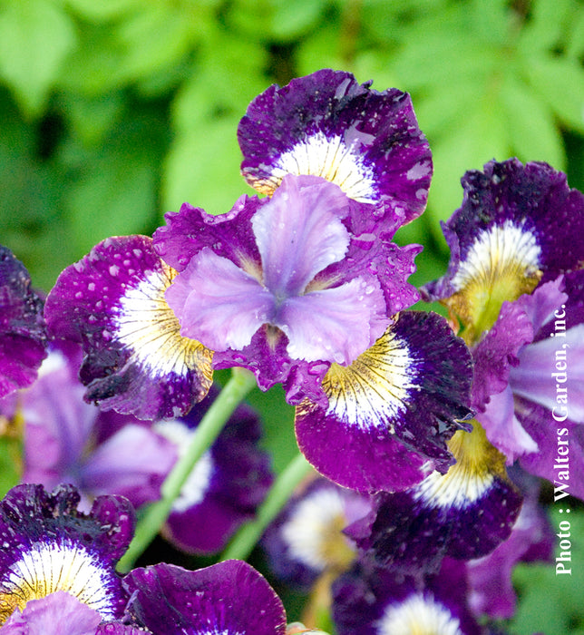 IRIS - CONTRAST IN STYLE