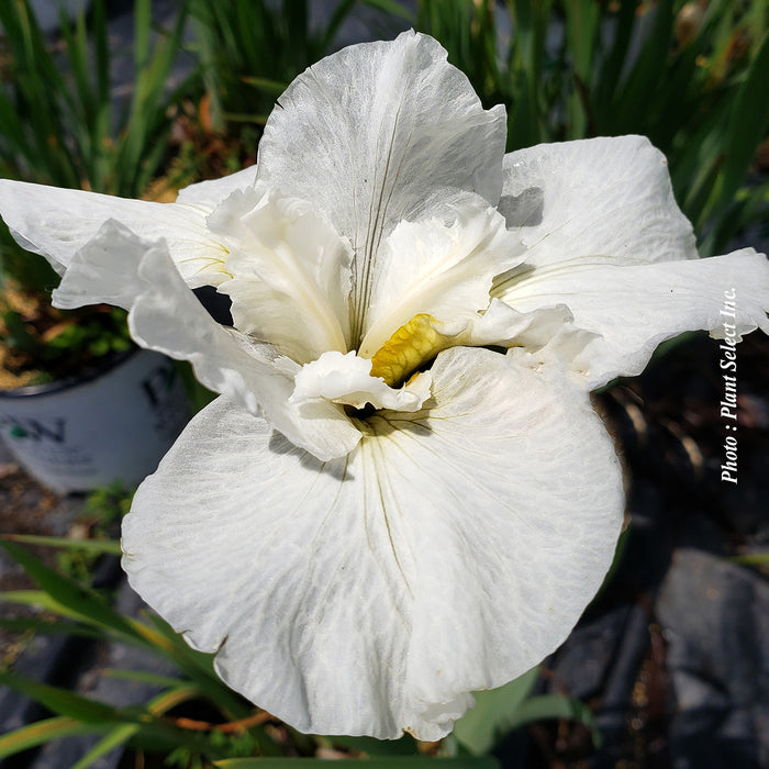 IRIS - SWANS IN FLIGHT