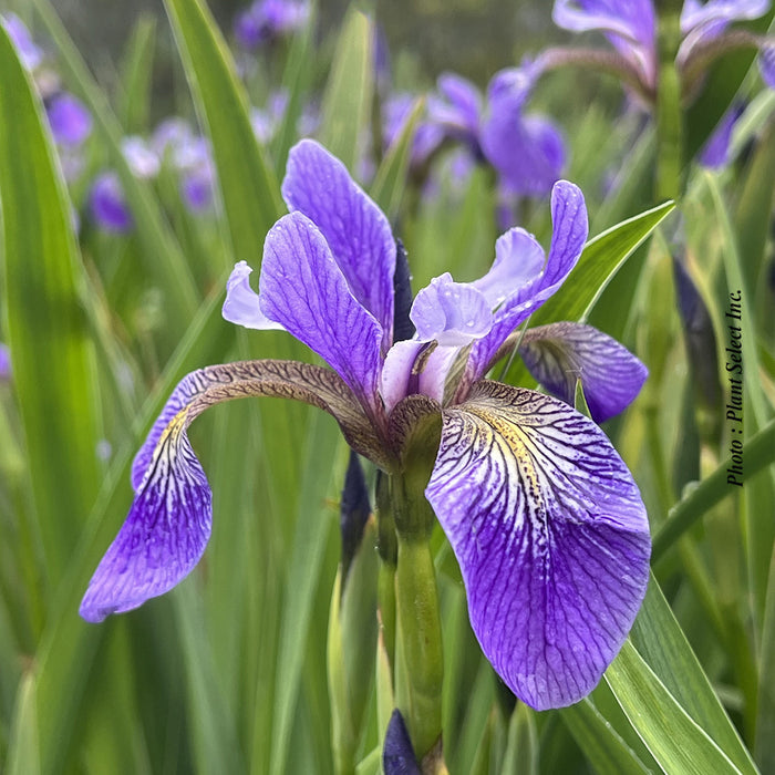 IRIS VERSICOLOR