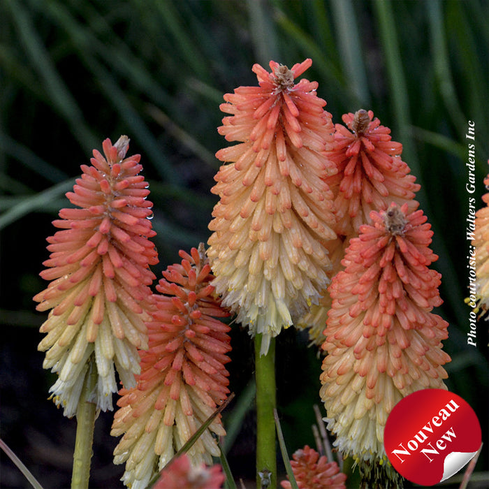 KNIPHOFIA - HOT AND COLD